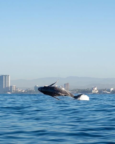 The Perfect Season for Whale Watching Puerto Vallarta