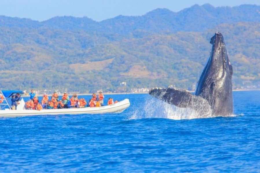 Whale Watching Tour in Puerto Vallarta - Humpback Whales